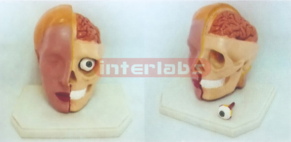 GIANT DELUXE HEAD MODEL WITH VIEW BRAIN (2PCS)